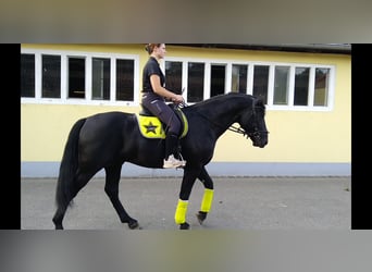 Warmblood pesado, Semental, 6 años, 164 cm, Negro