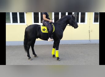 Warmblood pesado, Semental, 6 años, 164 cm, Negro