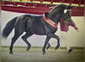 Warmblood pesado, Semental, 6 años, 164 cm, Negro