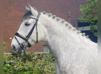 Warmblood pesado, Semental, 7 años, 163 cm, Tordo