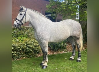 Warmblood pesado, Semental, 7 años, 163 cm, Tordo