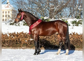 Warmblood pesado, Semental, 6 años, 164 cm, Castaño