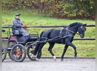 Warmblood pesado, Semental, 7 años, 162 cm, Negro