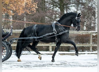Warmblood pesado, Semental, 10 años, 162 cm, Negro