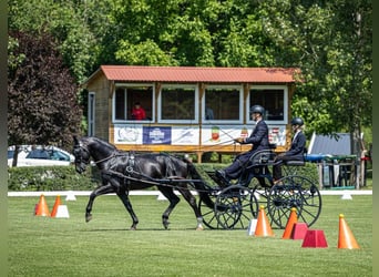 Warmblood pesado, Semental, 6 años, 164 cm, Negro