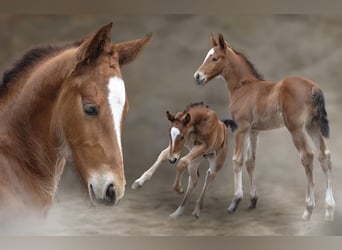 Warmblood pesado, Semental, , 165 cm, Castaño