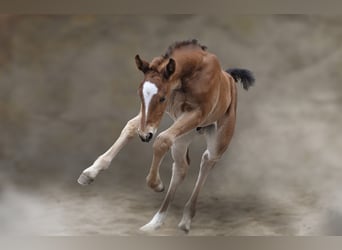 Warmblood pesado, Semental, , 165 cm, Castaño