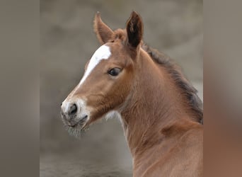 Warmblood pesado, Semental, , 165 cm, Castaño