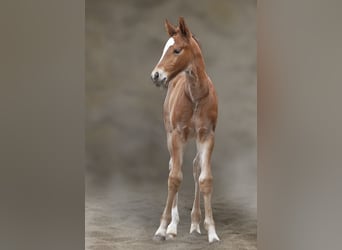 Warmblood pesado, Semental, , 165 cm, Castaño