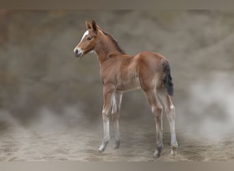 Warmblood pesado, Semental, , 165 cm, Castaño