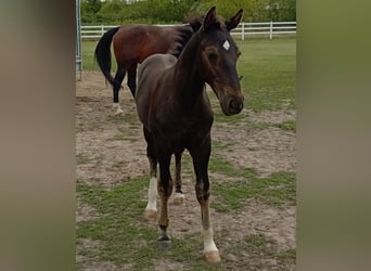 Warmblood pesado, Semental, Potro (01/2026), 165 cm, Morcillo
