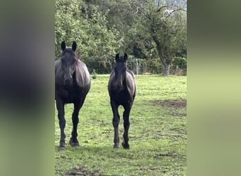 Warmblood pesado, Semental, Potro (02/2025), 167 cm, Negro