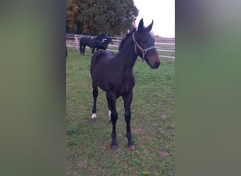 Warmblood pesado, Semental, Potro (05/2025), Castaño oscuro