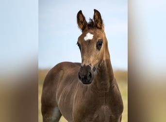 Warmblood pesado, Semental, Potro (05/2026), Negro