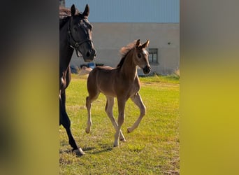 Warmblood pesado, Semental, Potro (05/2026), Negro