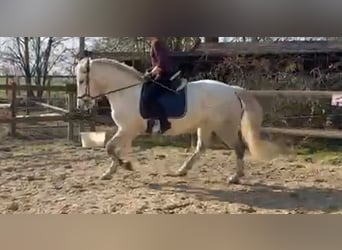 Warmblood pesado Mestizo, Yegua, 10 años, 152 cm, Tordo