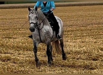 Warmblood pesado Mestizo, Yegua, 10 años, 152 cm, Tordo
