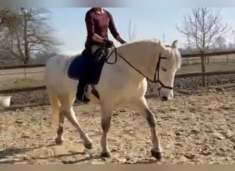 Warmblood pesado Mestizo, Yegua, 10 años, 152 cm, Tordo