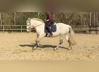 Warmblood pesado Mestizo, Yegua, 10 años, 152 cm, Tordo