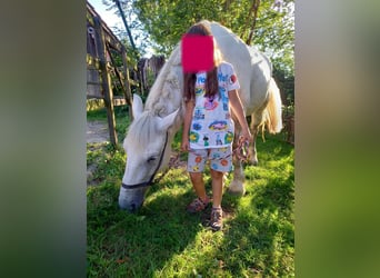 Warmblood pesado, Yegua, 11 años, Tordo