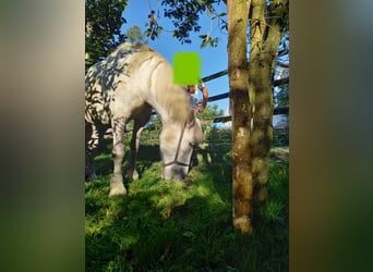 Warmblood pesado, Yegua, 11 años, Tordo