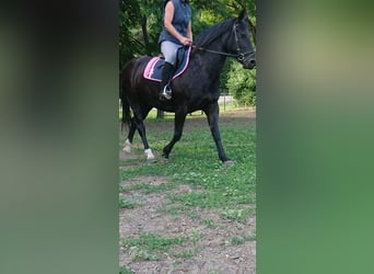 Warmblood pesado, Yegua, 12 años, 160 cm, Negro