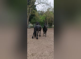 Warmblood pesado, Yegua, 12 años, 160 cm, Negro