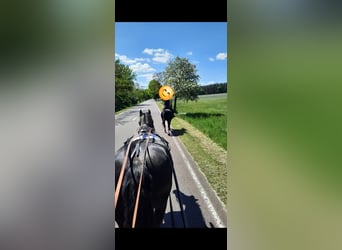 Warmblood pesado, Yegua, 12 años, 160 cm, Negro