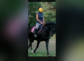 Warmblood pesado, Yegua, 12 años, 160 cm, Negro