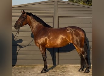 Warmblood pesado, Yegua, 12 años, 163 cm, Castaño