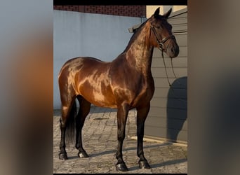 Warmblood pesado, Yegua, 12 años, 163 cm, Castaño