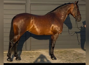 Warmblood pesado, Yegua, 12 años, 163 cm, Castaño