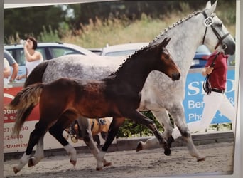 Warmblood pesado, Yegua, 14 años, 165 cm, Tordo