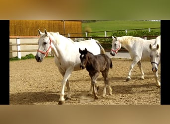 Warmblood pesado, Yegua, 14 años, 165 cm, Tordo