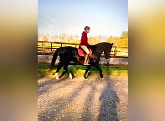 Warmblood pesado, Yegua, 14 años, 168 cm, Negro