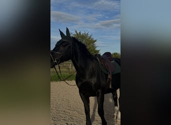 Warmblood pesado, Yegua, 16 años, 160 cm, Morcillo