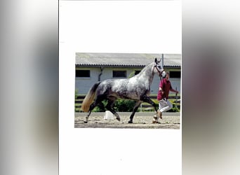 Warmblood pesado, Yegua, 16 años, 168 cm, Tordo