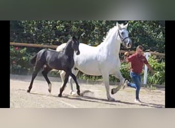 Warmblood pesado, Yegua, 16 años, 168 cm, Tordo