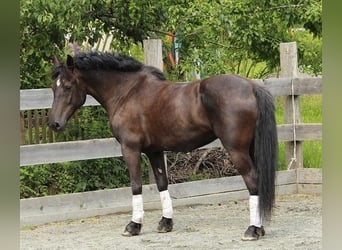 Warmblood pesado Mestizo, Yegua, 17 años, 160 cm, Negro