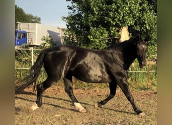Warmblood pesado, Yegua, 17 años, 170 cm, Negro