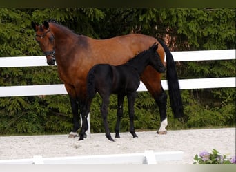 Warmblood pesado, Yegua, 17 años