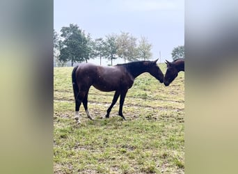 Warmblood pesado, Yegua, 1 año, 158 cm, Castaño