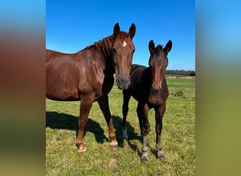 Warmblood pesado, Yegua, 1 año, 168 cm, Castaño oscuro