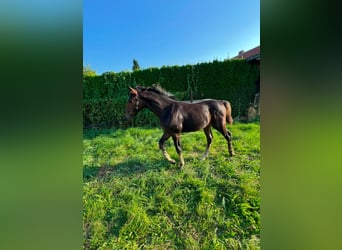 Warmblood pesado, Yegua, 1 año, 168 cm, Castaño oscuro