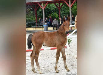 Warmblood pesado, Yegua, 1 año, 168 cm, Castaño oscuro