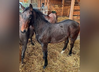 Warmblood pesado, Yegua, 1 año, 168 cm, Castaño oscuro