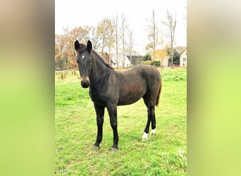 Warmblood pesado, Yegua, 1 año