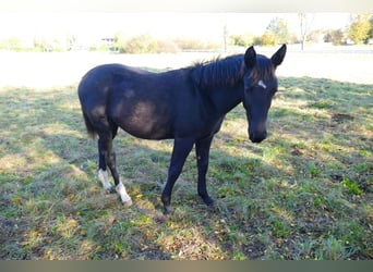 Warmblood pesado, Yegua, 1 año, Negro