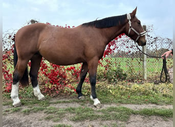 Warmblood pesado, Yegua, 2 años, 170 cm, Castaño