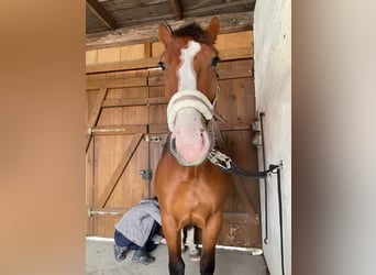 Warmblood pesado, Yegua, 2 años, 170 cm, Castaño